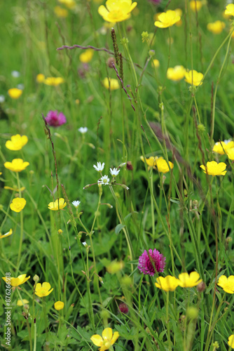 Mouse-Ear chickweed among buttercups and grasses, North Yorkshire England
 photo