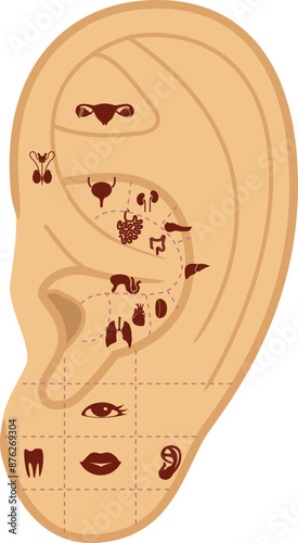 Reflexology points on the human ear. Vector illustration. Acupuncture massage