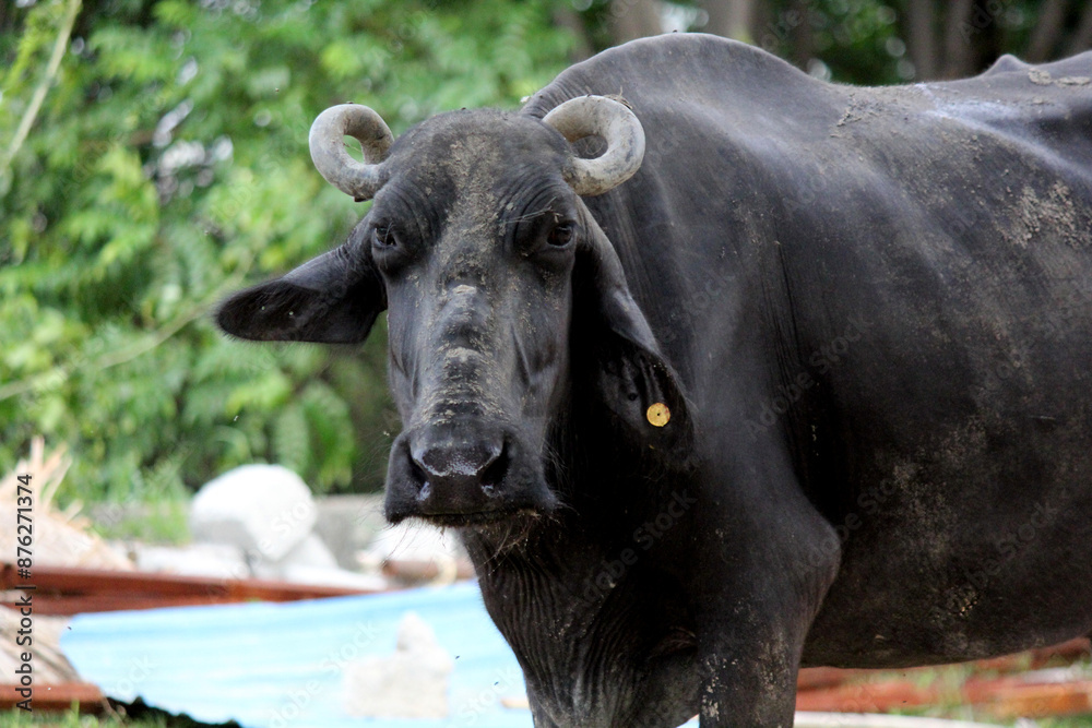 close up shot of buffalo italian buffalo and indian buffalo close up shot of buffalo italian buffalo and indian buffalo