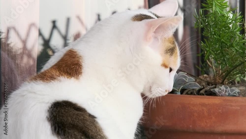 a white spotted cat on the windowsill
