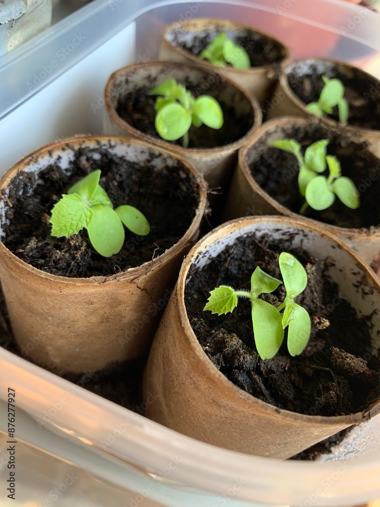 seedlings growing in paper rolls seedlings growing in paper rolls