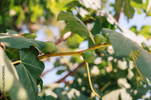 Figs on the branch of a fig...