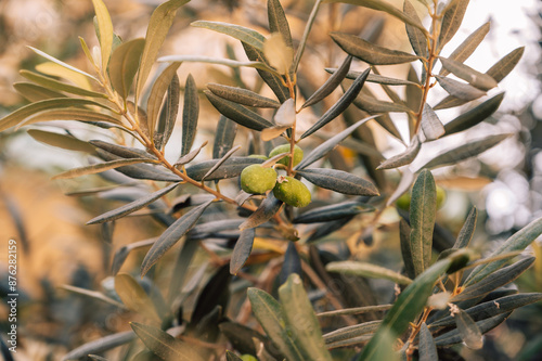 Green olives growing in oli...