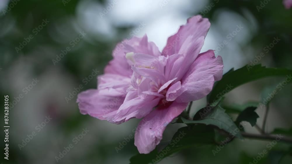 purple flower blooming on tree purple flower blooming on tree