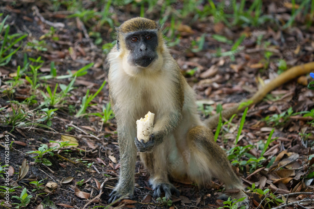 African Green Monkey on the ground eating a banana African Green Monkey on the ground eating a banana