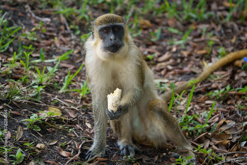 African Green Monkey on the ground eating a banana