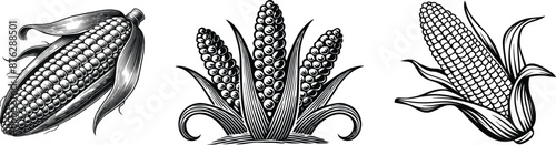 Set of corn, agriculture organic food, vector illustration.