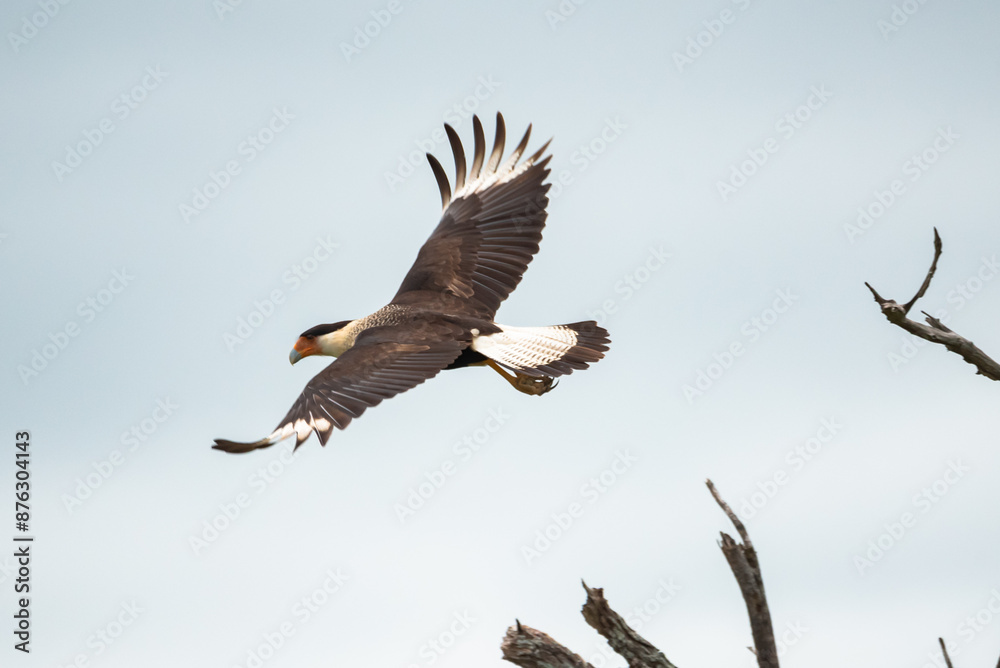 Fototapeta premium Crested caracara