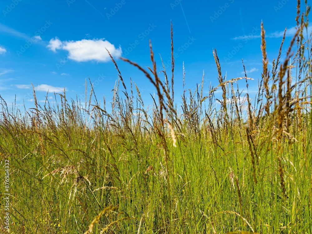 Fototapeta premium Tall grass meadow with blue summer sky