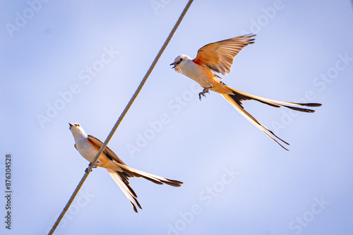 Фотография Scissor-tailed flycatcher
Birds
