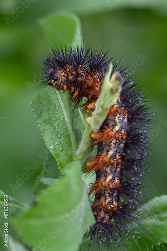 caterpillar