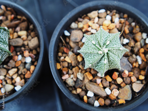 cactus astro in pot and nueatyful with pik green plant small pot photo