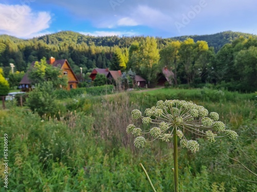 landscape with flowers, Barszcz Sosnowskiego