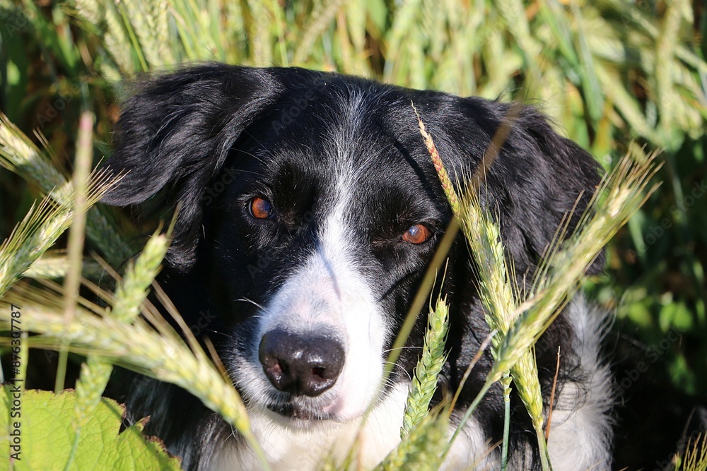 bautiful black and white bordercollie head portrait in a corn field bautiful black and white bordercollie head portrait in a corn field