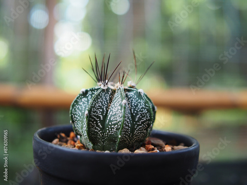 cactus astro in pot and nueatyful with pik green plant small pot photo