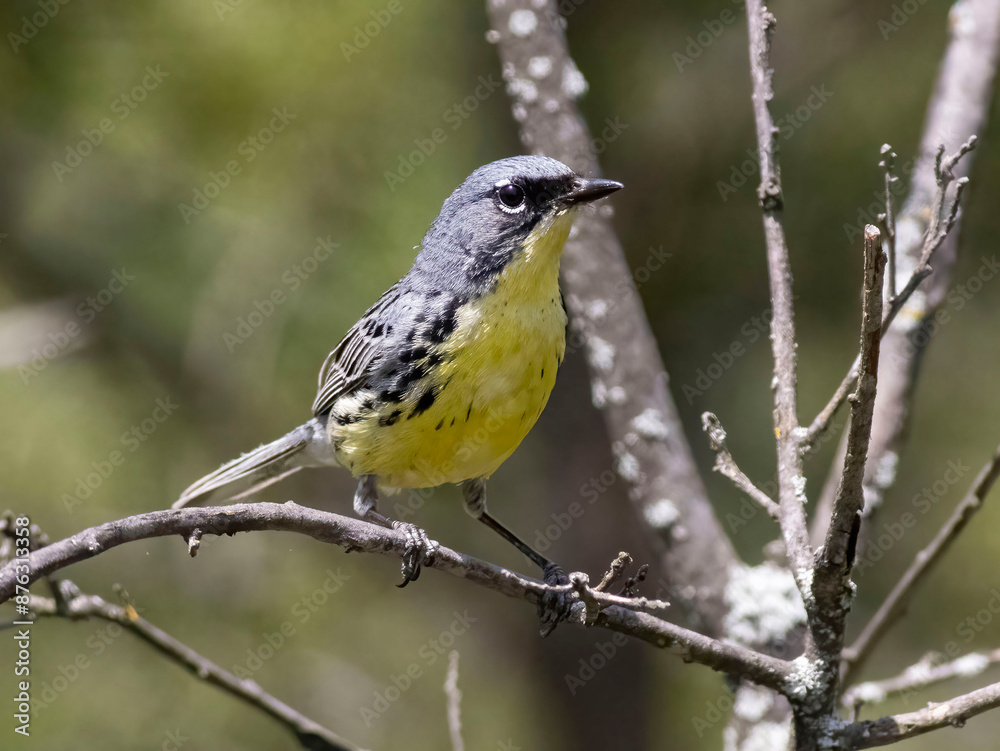 Obraz premium Warbler on branch