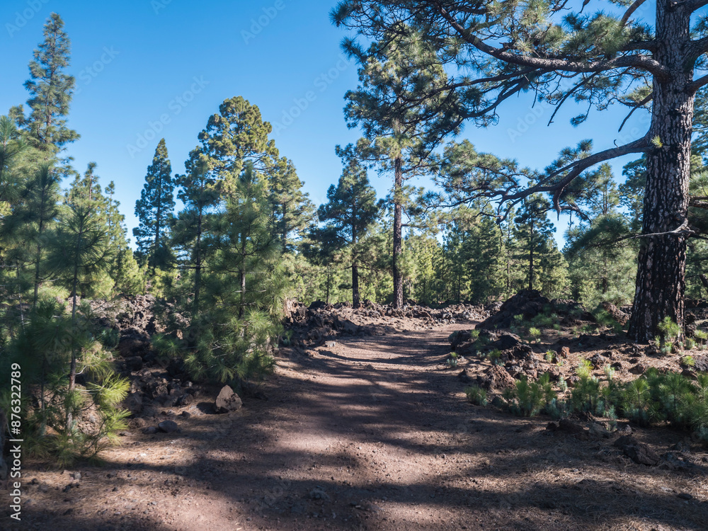 Fototapeta premium Wide footpath of Chinyero volcano circular hiking trail. Black ground of lava ash and rock, green endemic Canary island pines, and clear blue sky. Volcanic landscape at Tenerife, Spain