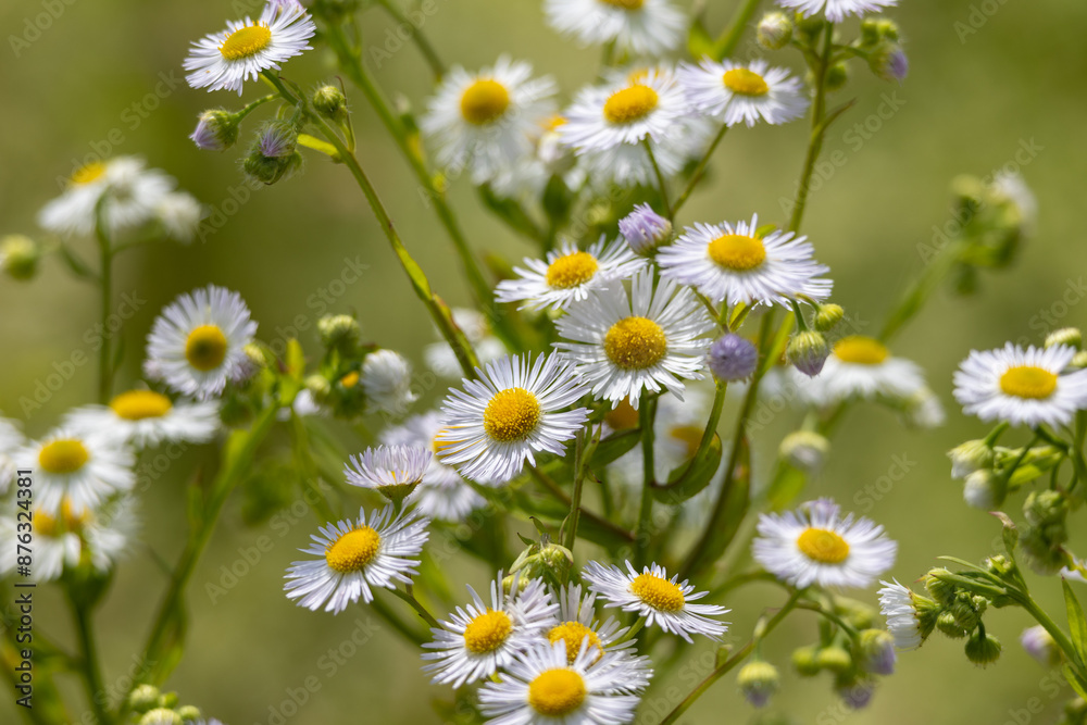 Erigeron annuus, the annual fleabane, daisy fleabane Erigeron annuus, the annual fleabane, daisy fleabane