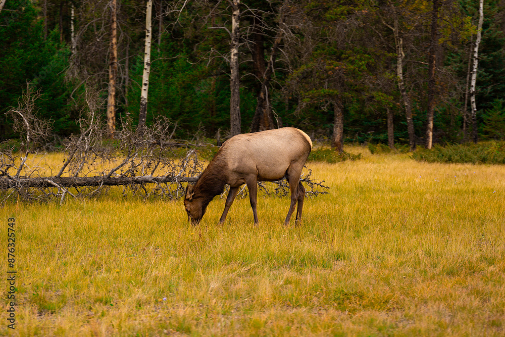 Wide Shot of Elk Grazing in Meadow in Alberta During Fall Wide Shot of Elk Grazing in Meadow in Alberta During Fall