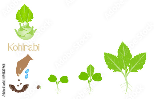 Sequence of a kohlrabi plant growing isolated on white..eps
