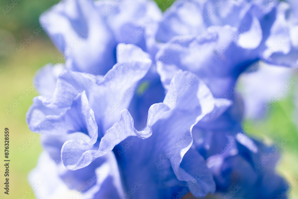 Bearded Iris Blooming Flower in a Spring Garden Bearded Iris Blooming Flower in a Spring Garden