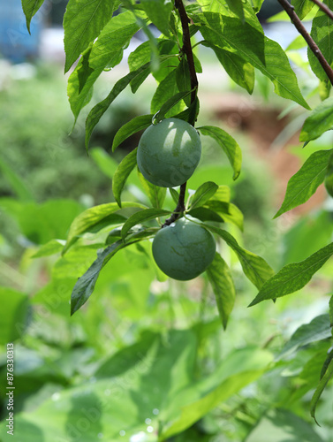 Summer fruit plums on trees