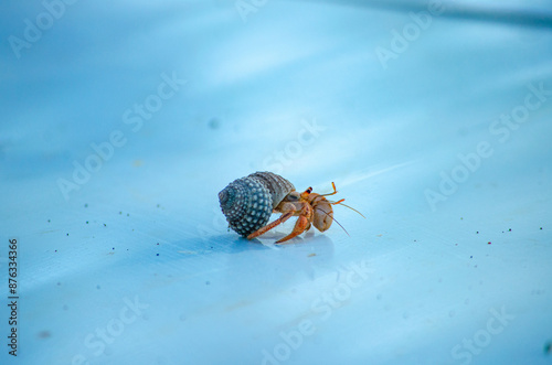 Cangrejo hermitaño en su caracola photo