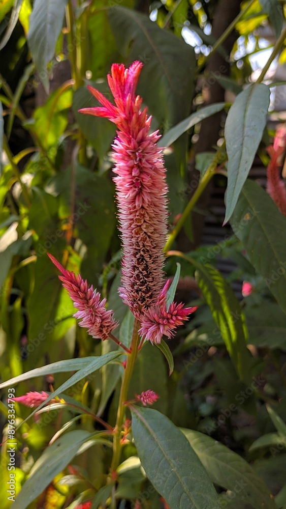 Cockscomb Flower in the Coastal Bend Cockscomb Flower in the Coastal Bend