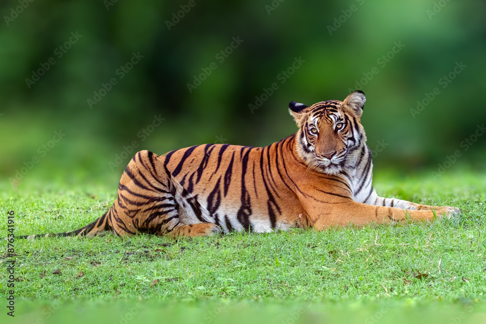 Obraz premium The Bengal tiger from Indian forests