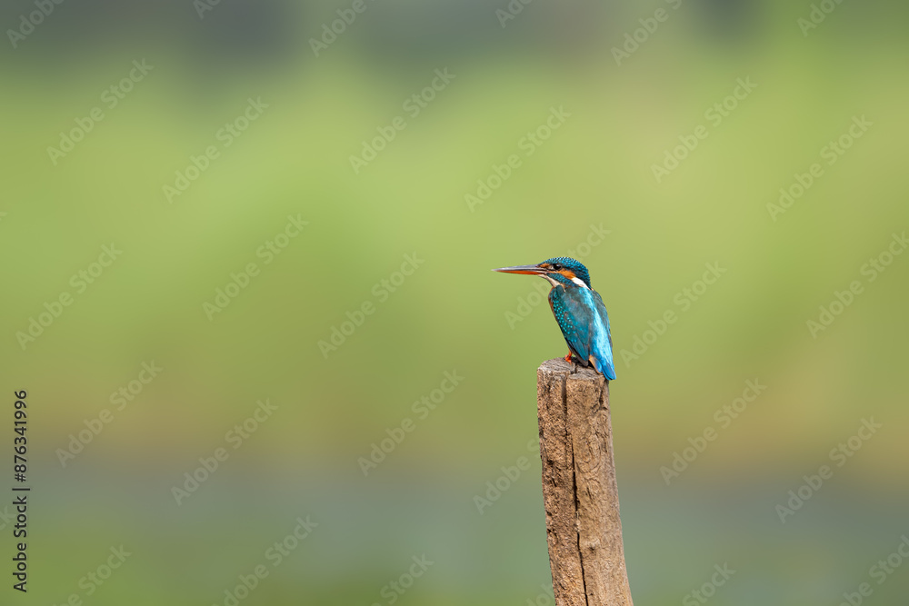 Obraz premium common kingfisher (Alcedo atthis), also known as the Eurasian kingfisher and river kingfisher