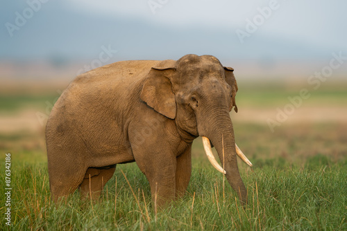 Photography Asian Elephants forging in the forests of India