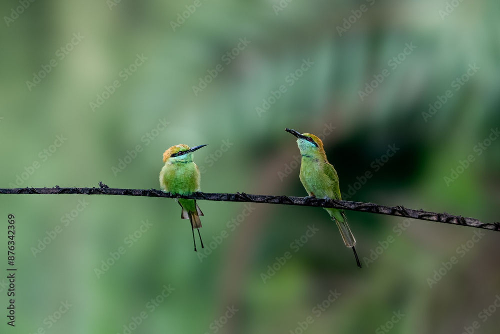 Fototapeta premium The Asian green bee-eater (Merops orientalis), also known as little green bee-eater, and green bee-eater