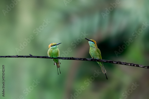 The Asian green bee-eater (Merops orientalis), also known as little green bee-eater, and green bee-eater photo