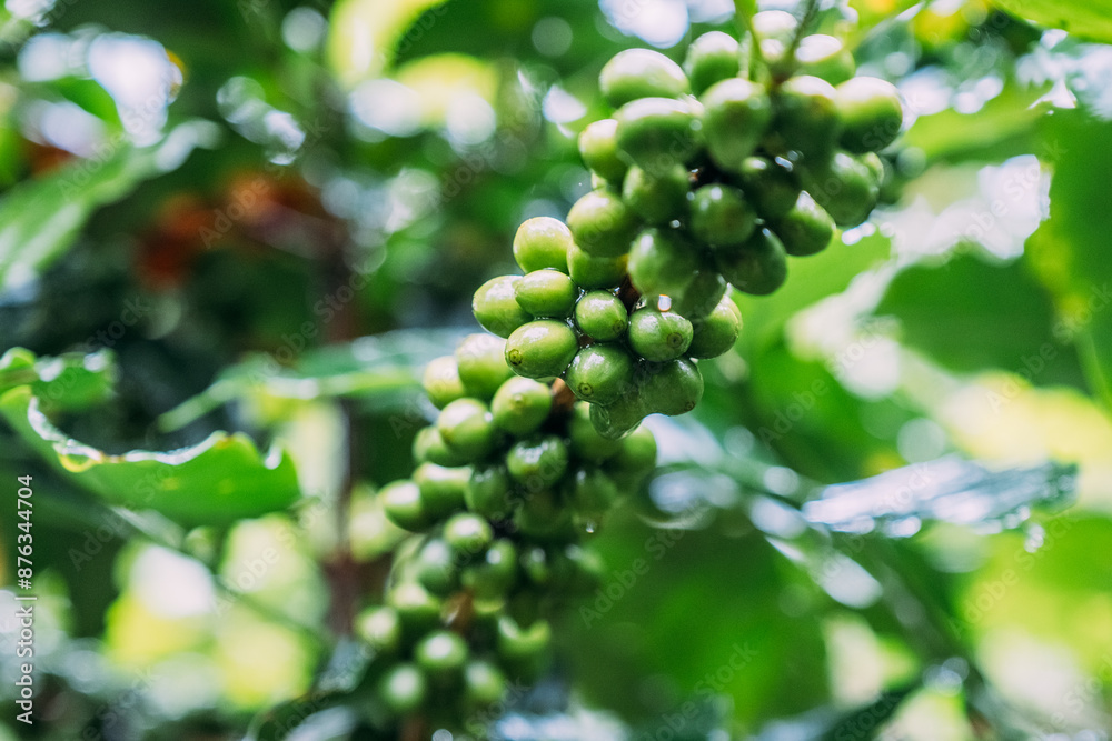 Coffee tree with green coffee beans on the branch Coffee tree with green coffee beans on the branch