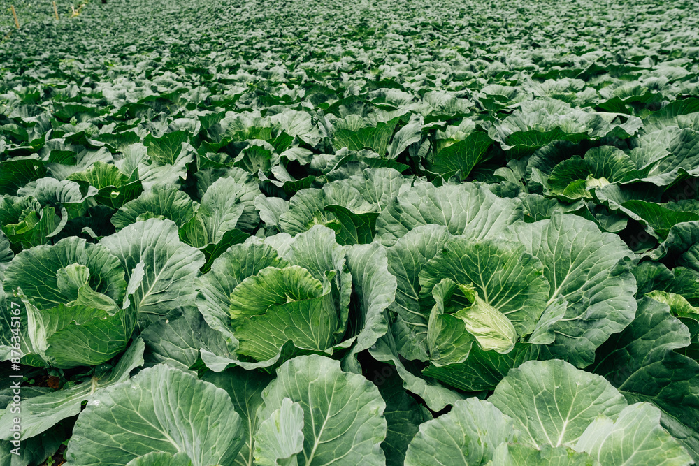 Green cabbage plantation in Thailand Green cabbage plantation in Thailand