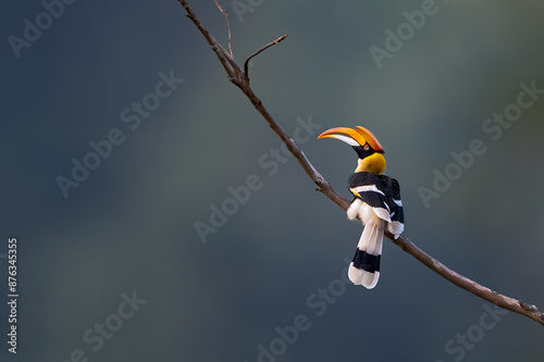 The great hornbill (Buceros bicornis), also known as the concave-casqued hornbill, great Indian hornbill or great pied hornbill