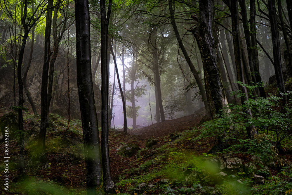Fototapeta premium Trees in a forest of the alps in a rainy day