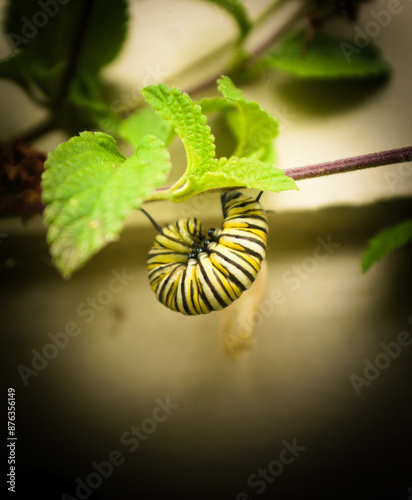 Monarch butterfly about to form into a chrysalis photo