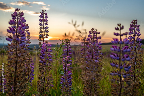 Lupinus flower after blooming in sunset color evening near Bozi Dar town photo