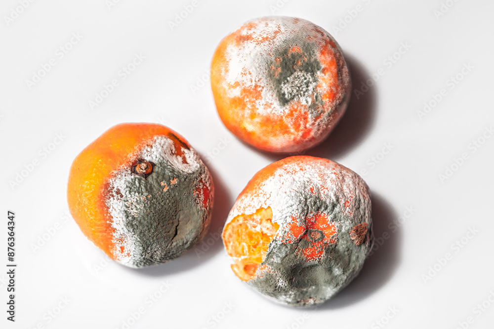 Three moldy oranges on a white surface. Rotten fruits covered in mold