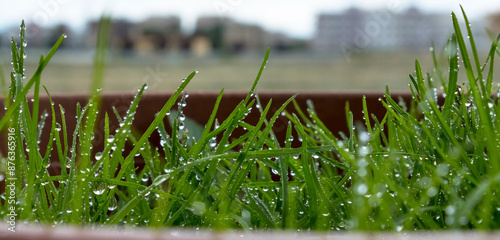 grass and water