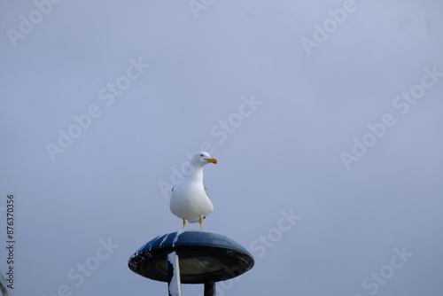 seagull on the rock