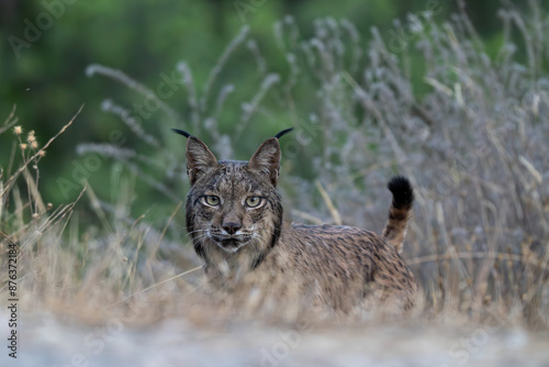 Lince ibérico, Lynx pardinus, Sierra de Andújar, España