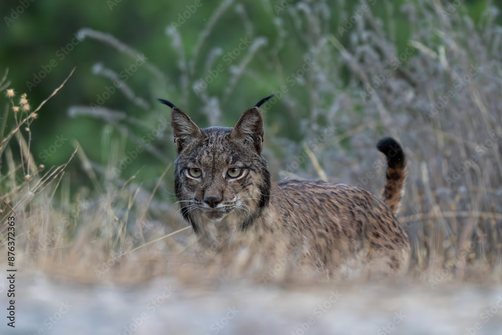 Obraz premium Lince ibérico, Lynx pardinus, Sierra de Andújar, España