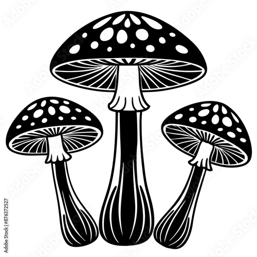 mushrooms fruiting bodies and the mycelium weave