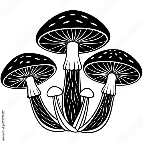 mushrooms fruiting bodies and the mycelium weave