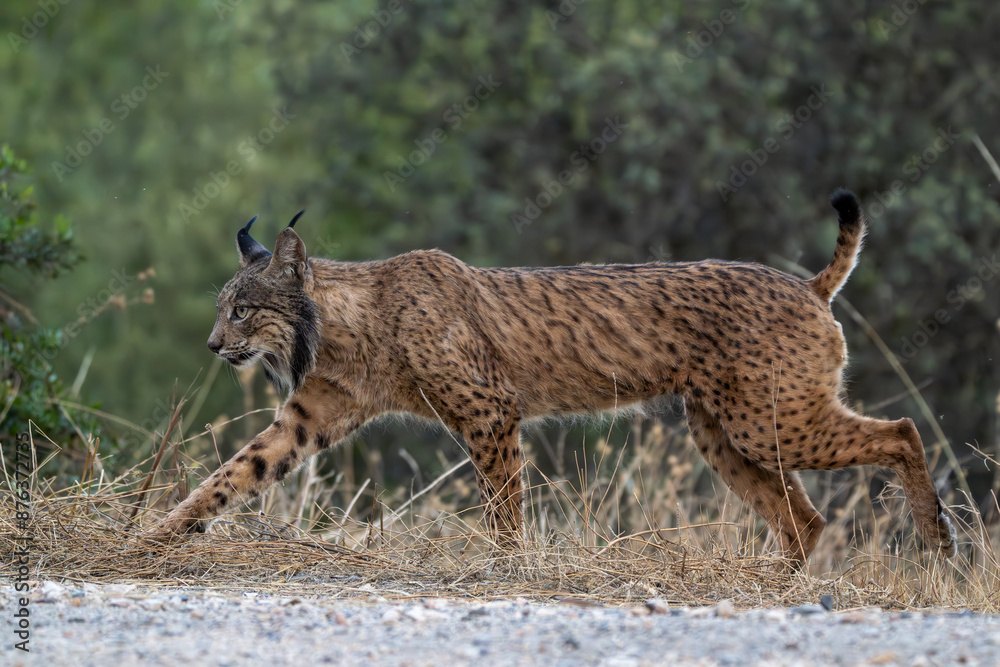 Obraz premium Lince ibérico, Lynx pardinus, Sierra de Andújar, España