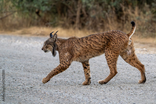 Lince ibérico, Lynx pardinus, Sierra de Andújar, España