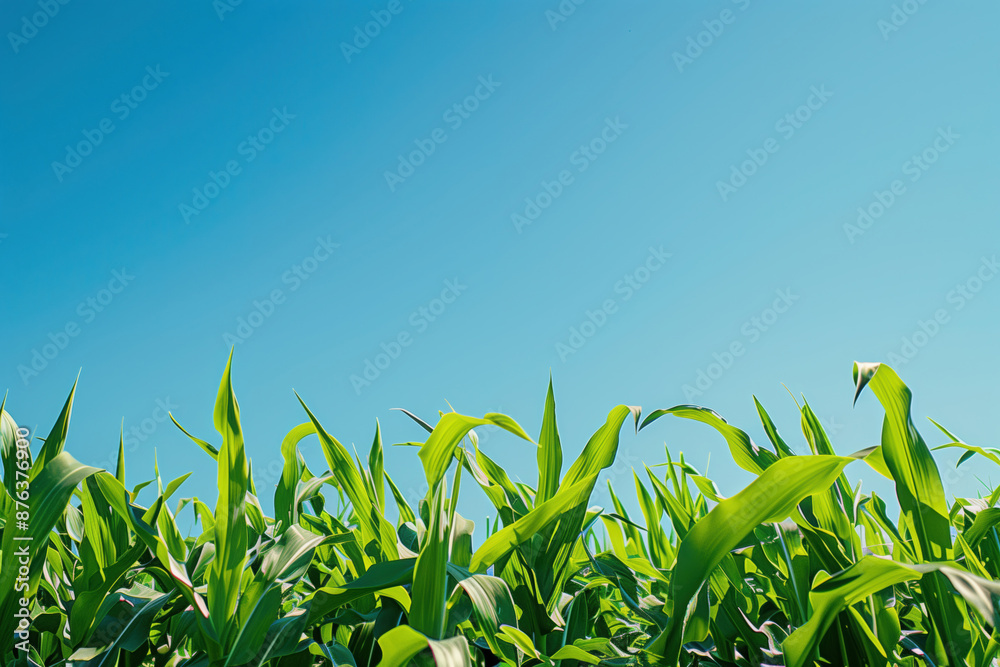 Obraz premium Low angle photo of a straight line of garden leaves and a bright blue sky above