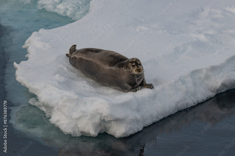 Obraz premium Bearded seal on the ice
